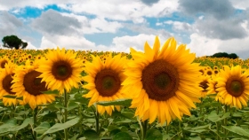 Tras perder la batalla con la soja, la paloma y la cotorra, el girasol regresa a las chacras uruguayas