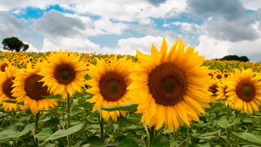Tras perder la batalla con la soja, la paloma y la cotorra, el girasol regresa a las chacras uruguayas