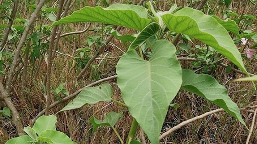Pasturas peligrosas: buscan descifrar la toxicidad de la Ipomoea carnea