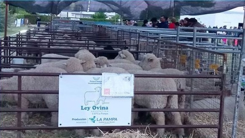 Se realizó la XVIIº Expo Ovino en Alpachiri