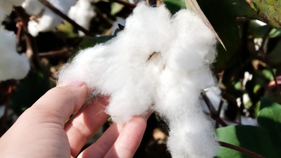 Hilado del algodón agroecológico de la Red No´oxonec y del INTA Sáenz Peña