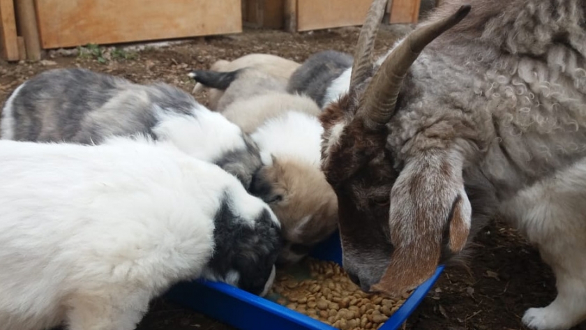 Siete nuevos cachorros se suman al programa de protección al ganado en el Sur provincial