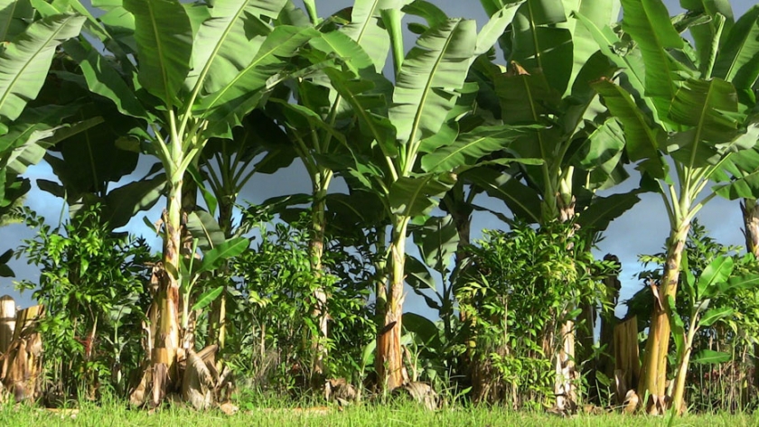 Los productores de banana deben inscribirse obligatoriamente en el Renspa