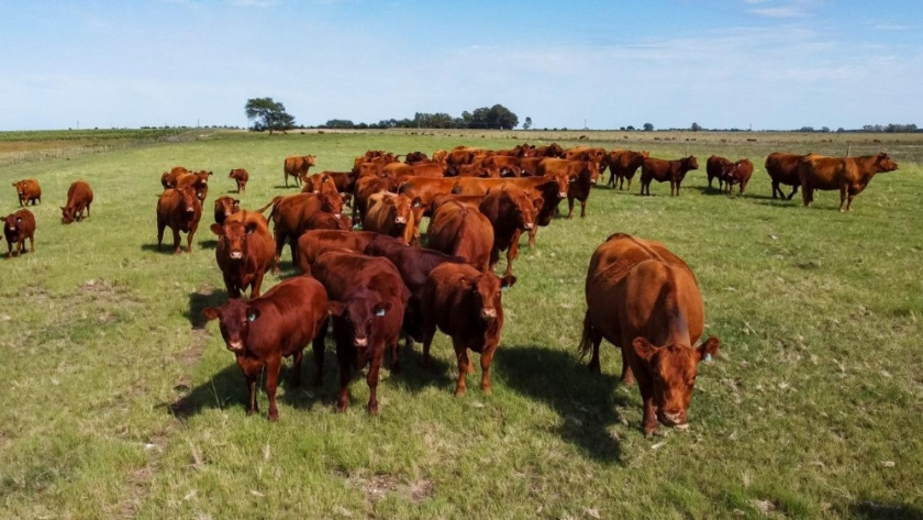 Alerta por un foco de carbunclo bacteridiano en bovinos