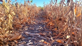 La lluvia complica la cosecha de soja y amenaza la calidad del grano