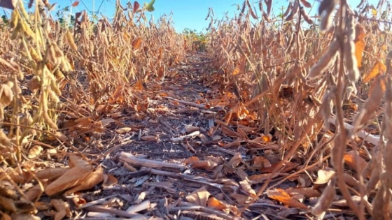 La lluvia complica la cosecha de soja y amenaza la calidad del grano