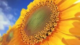 El girasol, en racha de precios récord para los granos y el aceite