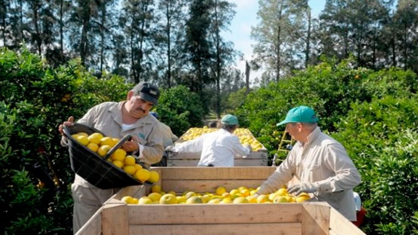 El seguro de desempleo rural será de 11.000 pesos