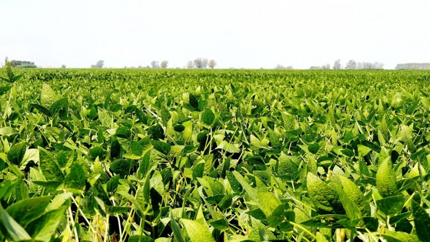 Efecto de un curasemilla biológico sobre el stand de plantas y el rendimiento de soja - Ciclo agrícola 2019/2020