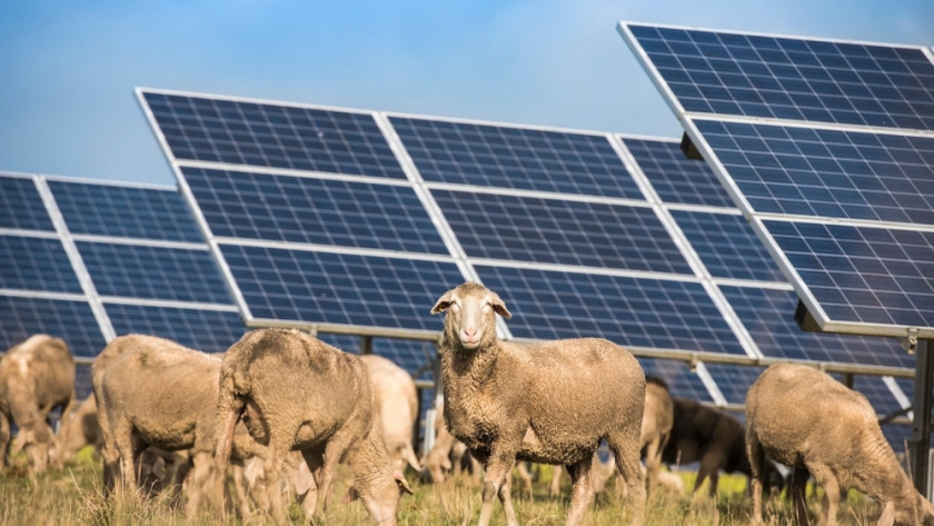 Pastoreo inteligente: ovejas australianas llevan la ganadería al próximo nivel en granjas solares