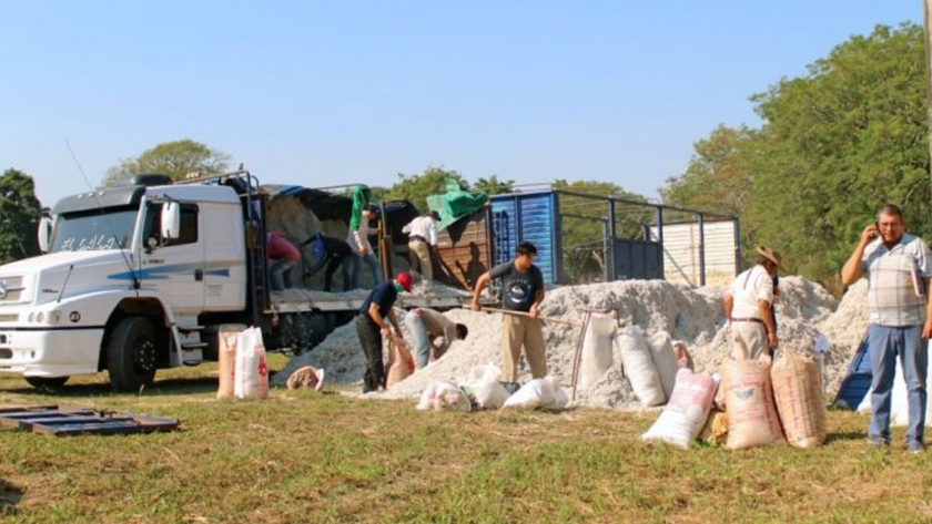 El gobierno asiste a productores ganaderos con semillas de algodón para forraje