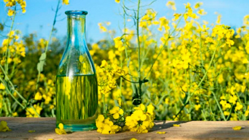 Así es el aceite de colza por el que se ?pegan? fuera de España