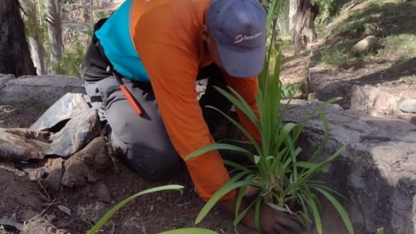 Cerca de un millón de forestales al año produce la Provincia en sus viveros