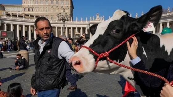 Por qué productores italianos le llevaron una vaca al Papa Francisco