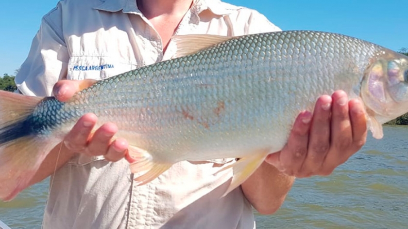 Pesca de Pirá pitá (Brycon orbignyanus)