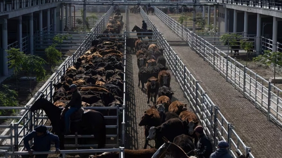 Subas en el Mercado Agroganadero de Cañuelas impulsadas por una oferta moderada