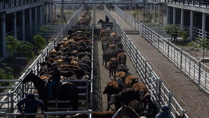 Subas en el Mercado Agroganadero de Cañuelas impulsadas por una oferta moderada