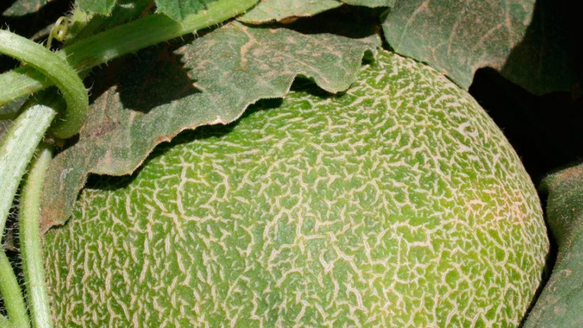 Dosis de fertilización adecuada para sandías y melones