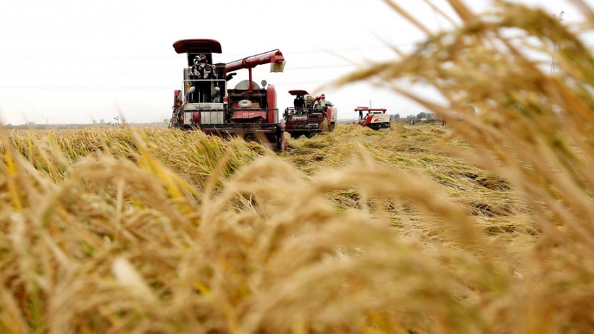 Equipo chino convertirá 6,7 millones de hectáreas de tierra salino-alcalina en arrozales