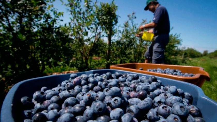 Arándanos: realizaron la primera exportación con tratamiento cuarentenario en origen