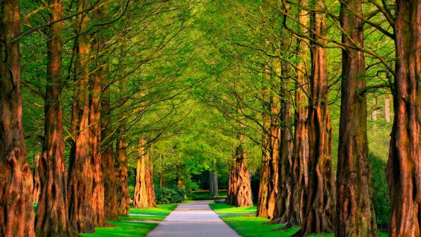 Los beneficios de los árboles en las ciudades