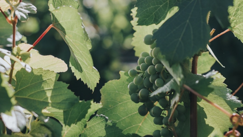 Se viene el II Encuentro Regional del Turismo del Vino
