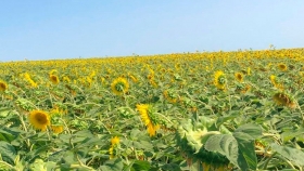 Crece la intención de siembra de girasol en Uruguay