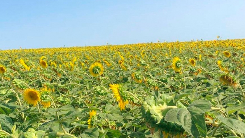 Crece la intención de siembra de girasol en Uruguay 