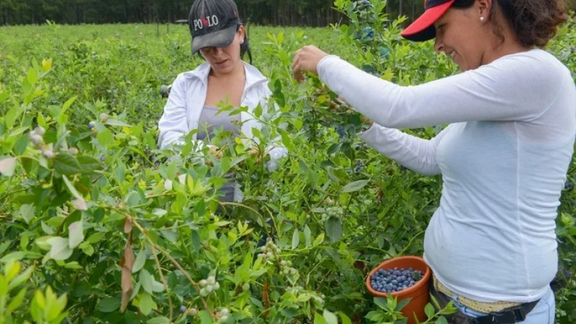 Se viene la jornada Tranqueras abiertas de la agricultura familiar del Arroyón