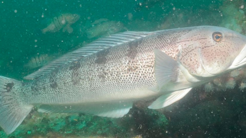 Pesca de Falso salmón (Pseudopercis semifasciata)