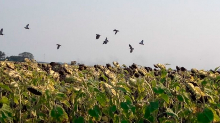 Girasol: la mayor producción en diez años