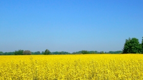 Polonia es uno de los mayores productores de granos y semillas oleaginosas de Europa