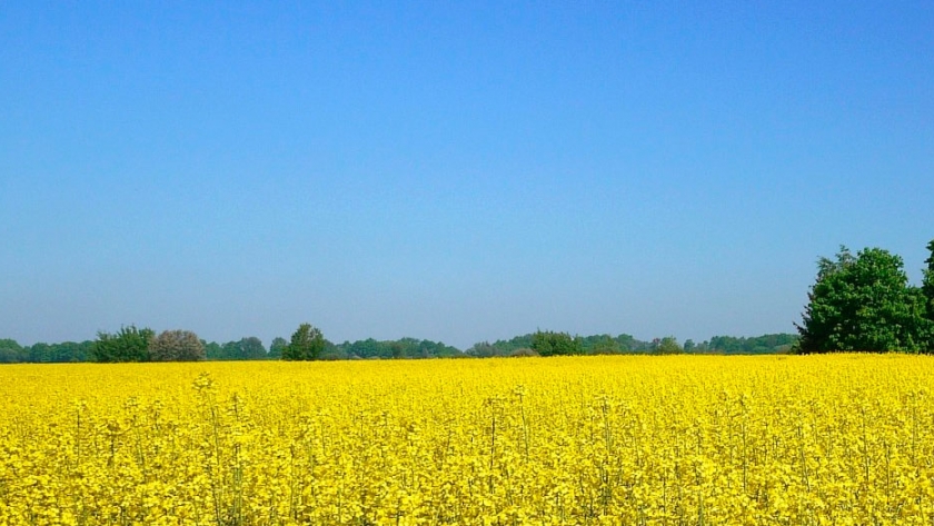 Polonia es uno de los mayores productores de granos y semillas oleaginosas de Europa