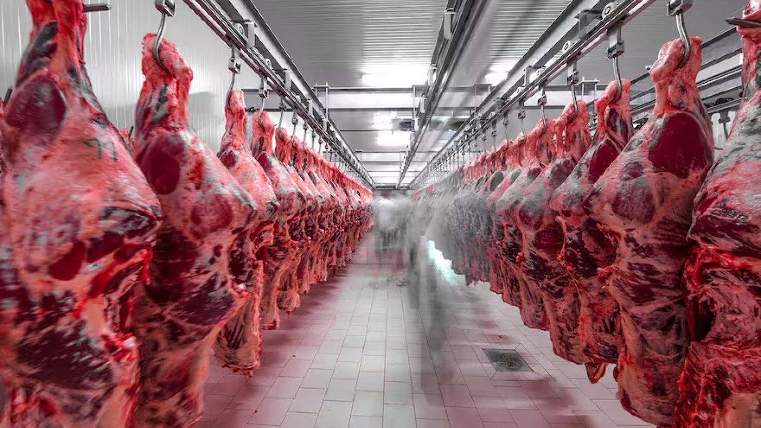 Exportaciones de carne vacuna: los ingresos superaron los US$1.800 millones y los precios internacionales alcanzaron un máximo histórico