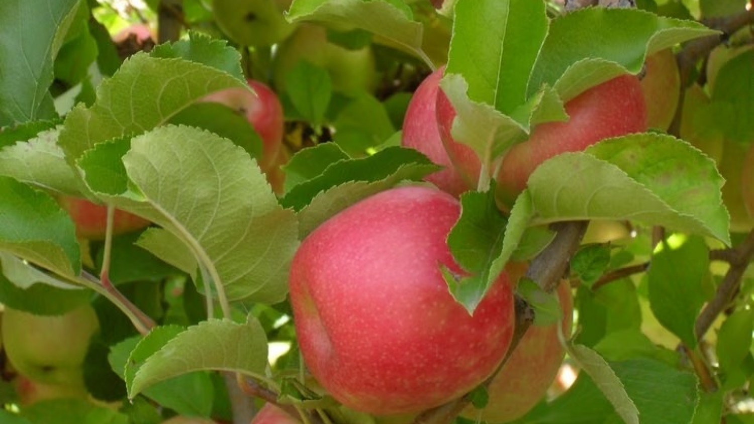 Manzanos: un regulador de crecimiento mejoró atributos de fruta