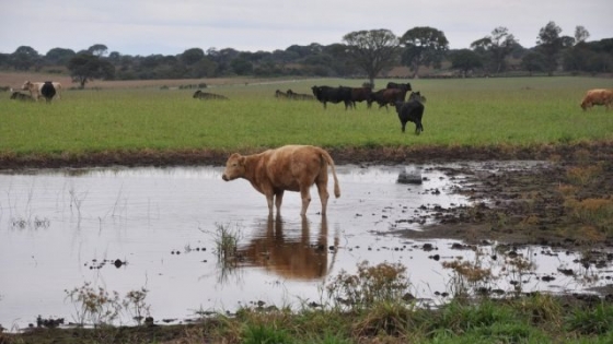 Cómo puede influir el clima en la oferta ganadera