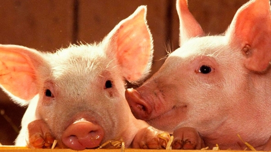 Invierten US$20 millones en una granja porcina en Córdoba