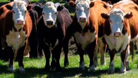 Pasto a carne: modalidades de la recría bovina en los EEUU