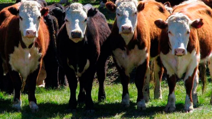 Pasto a carne: modalidades de la recría bovina en los EEUU