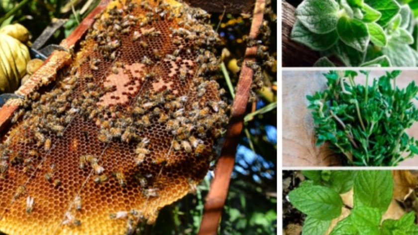 Se vienen las jornadas de "Ciencia y Tecnología para innovación en productos alimenticios"