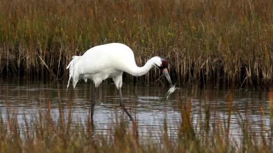 La grulla blanca consolida su regreso en Texas, pero la conservación enfrenta nuevos desafíos