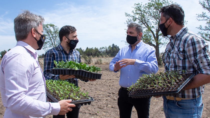 La Municipalidad de La Toma adquirió plantines de Sol Puntano para armar una huerta
