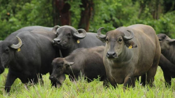 Ituzaingó: capacitaron en el manejo, sanidad y genética de búfalos
