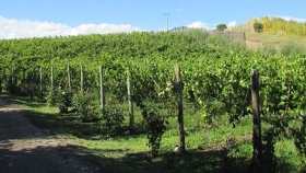 Chubut y Río Negro realizarán el segundo encuentro de “bioeconomía: valorización del subproducto de la cadena vitivinícola”