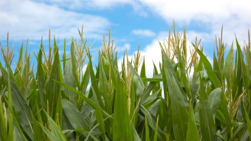 El Gobierno nacional autorizó dos nuevos productos biotecnológicos de maíz