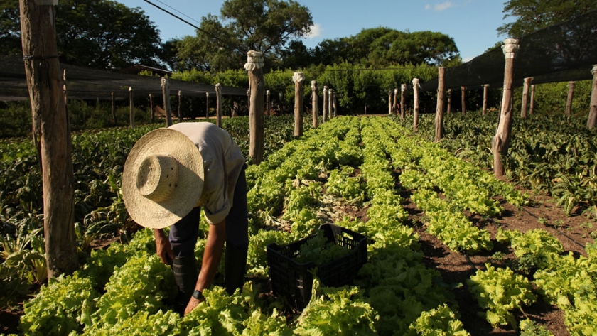 Desarrollo de producciones agrícolas en la provincia de Buenos Aires