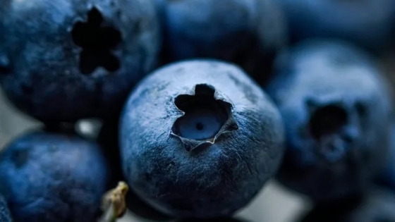 Arándanos: cómo la genética argentina gana lugar global