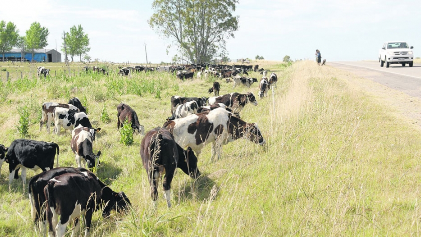 Uruguay declaró 14 millones de hectáreas en emergencia y habilita el pastoreo de animales en rutas por la sequía