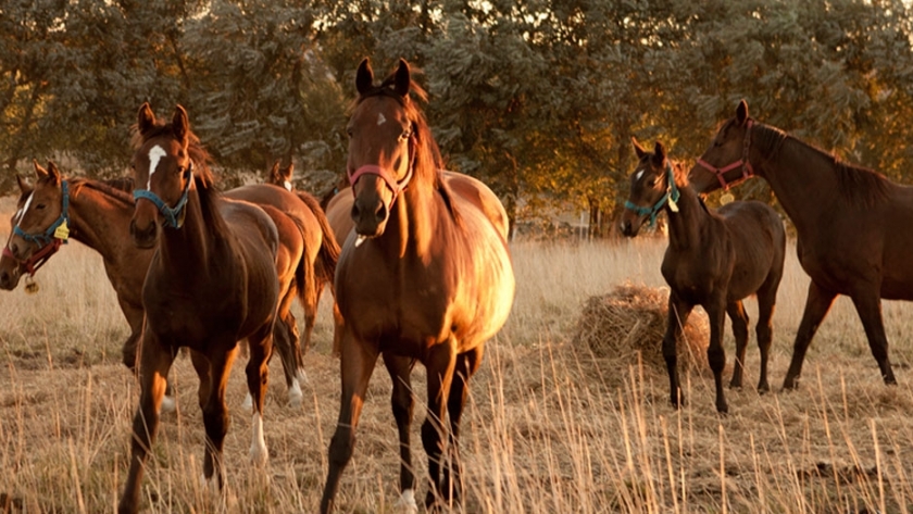 Anemia infecciosa equina