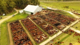 Remate de 5000 cabezas de invernada, cría y faena desde Chivilcoy